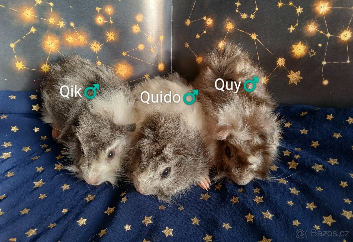 Morčátka CHS Z Hvězdné Liberec - 3