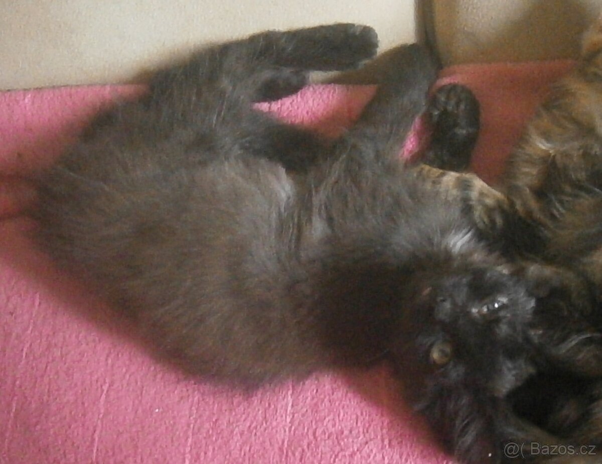 Černý, dlouhosrstý, klidnější 2,5-3měsíční Šimon - 3