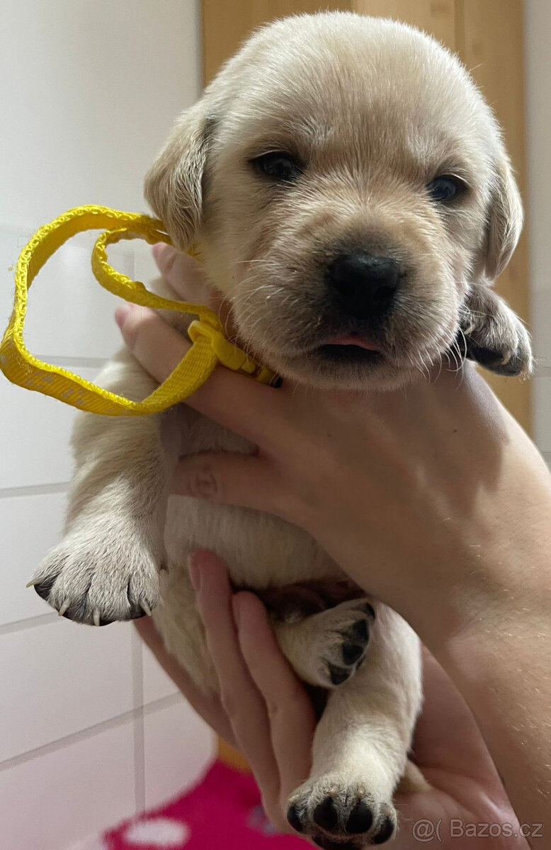 Světlá štěňátka s průkazem původu - 3