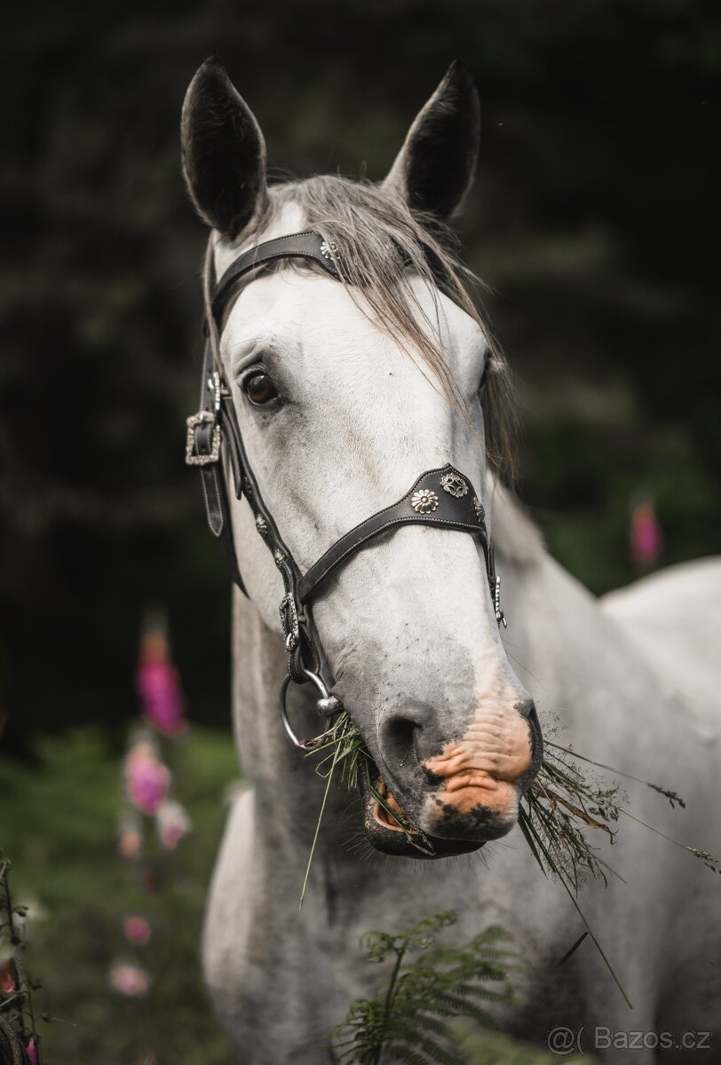 Starokladrubský valach na prodej - 3