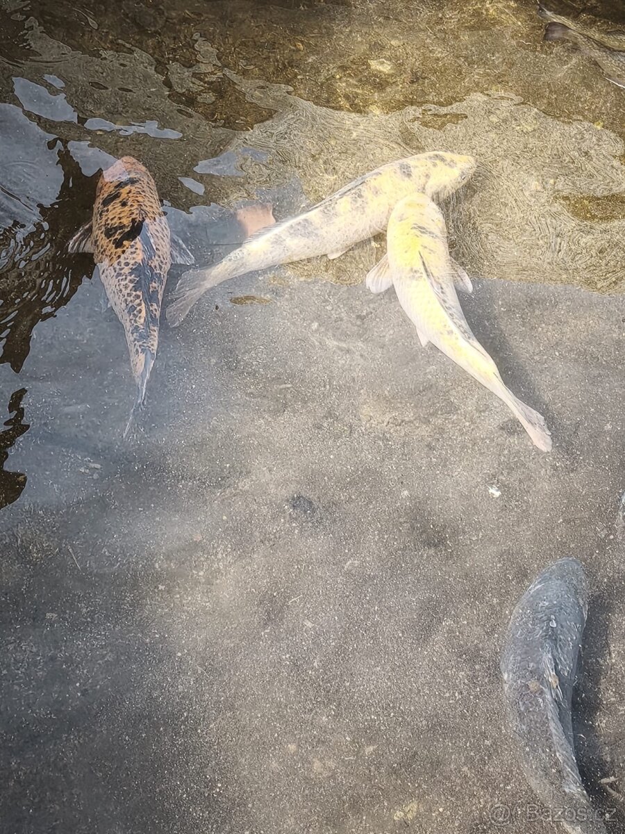 Koi kapr 40-55cm - 3