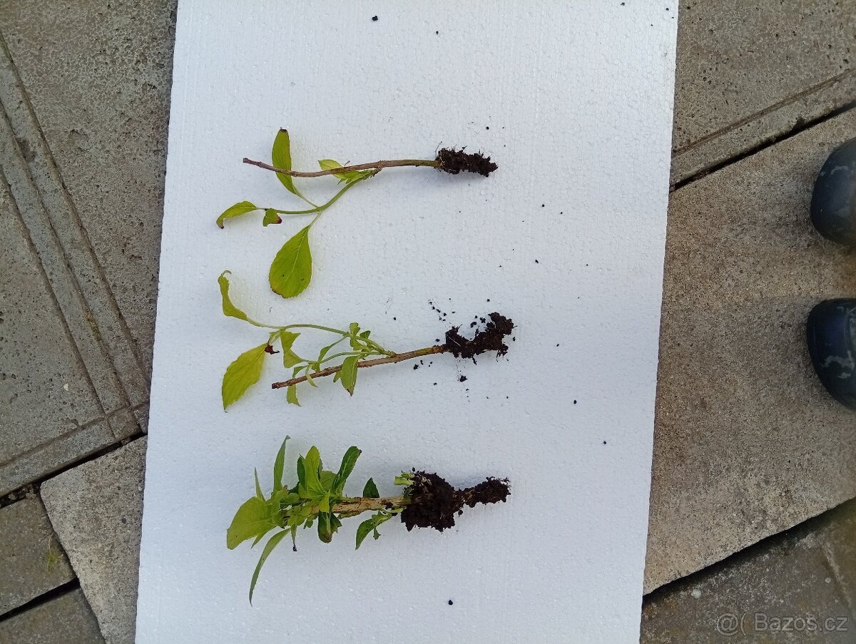 Sazenice rostlin - 3