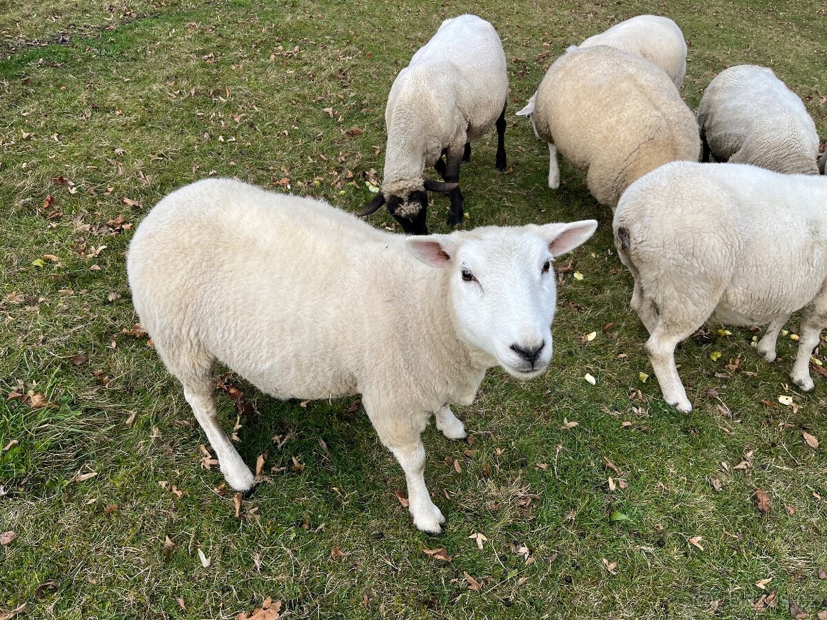 Prodám ovce - 3