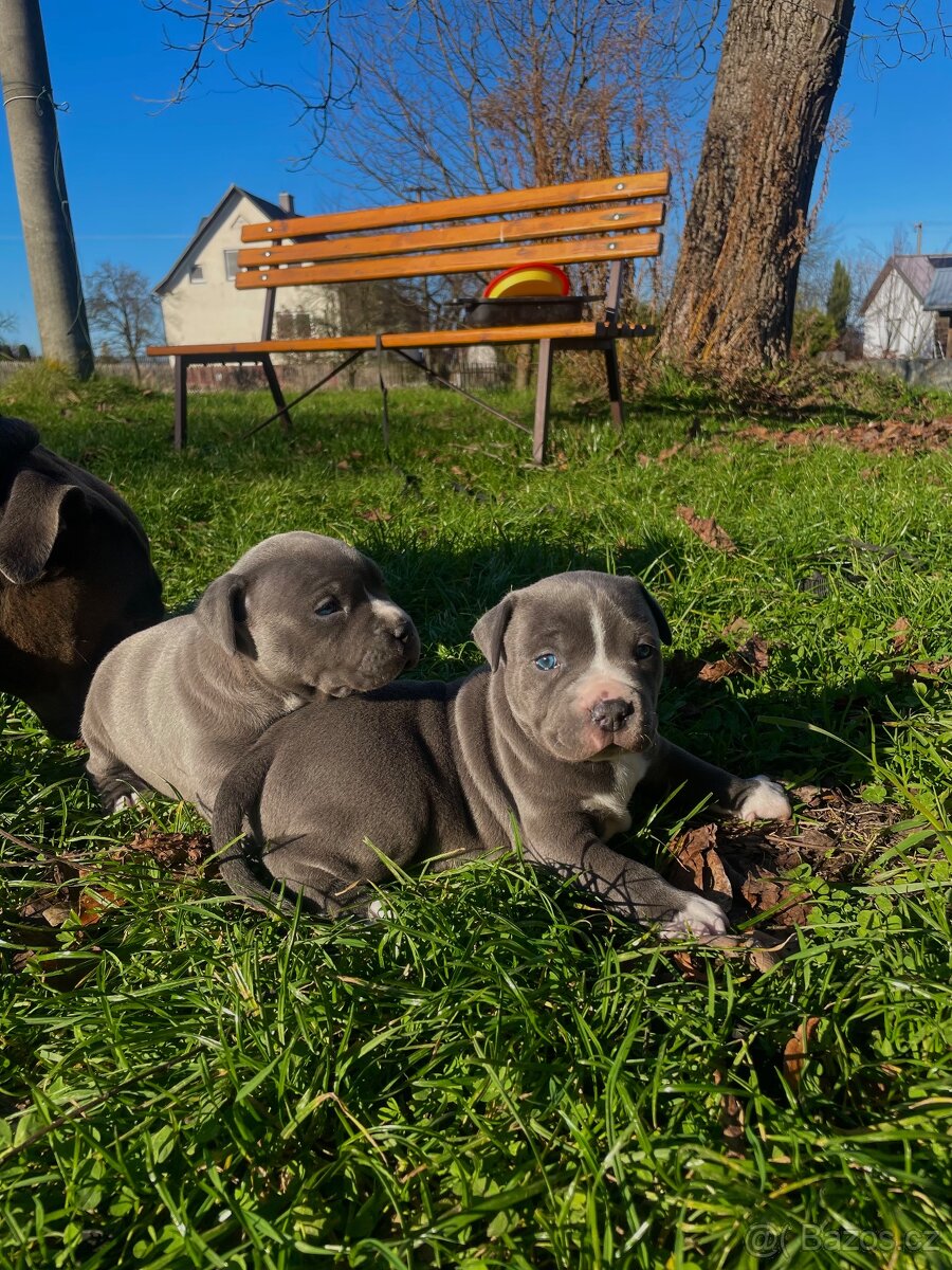 🐾 Americký staford – modrá štěňátka Bibi a Oli - 3