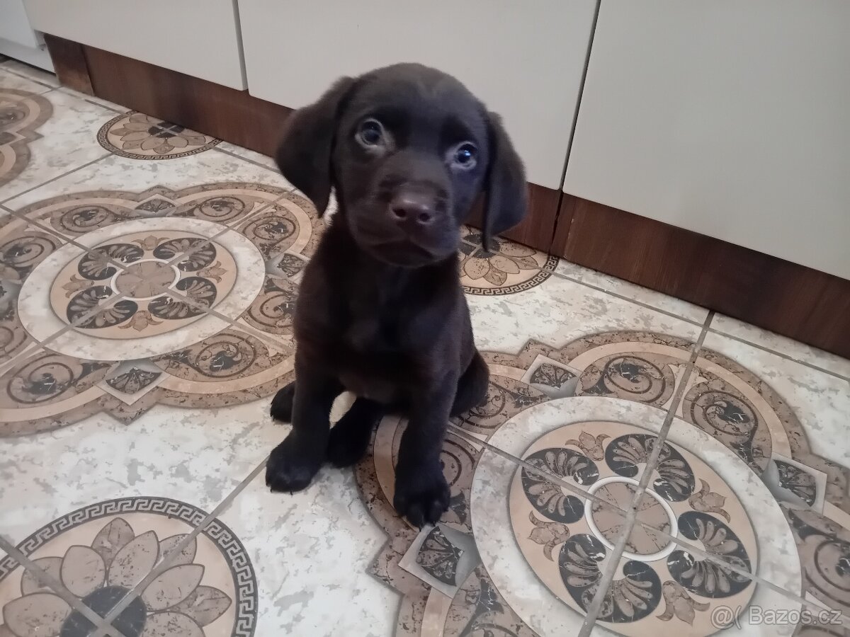 Ladbrdor štěňátko - 3