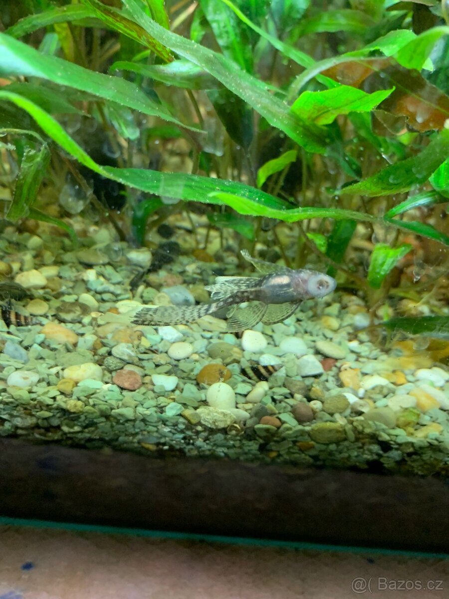 Ancistrus long fin - 3