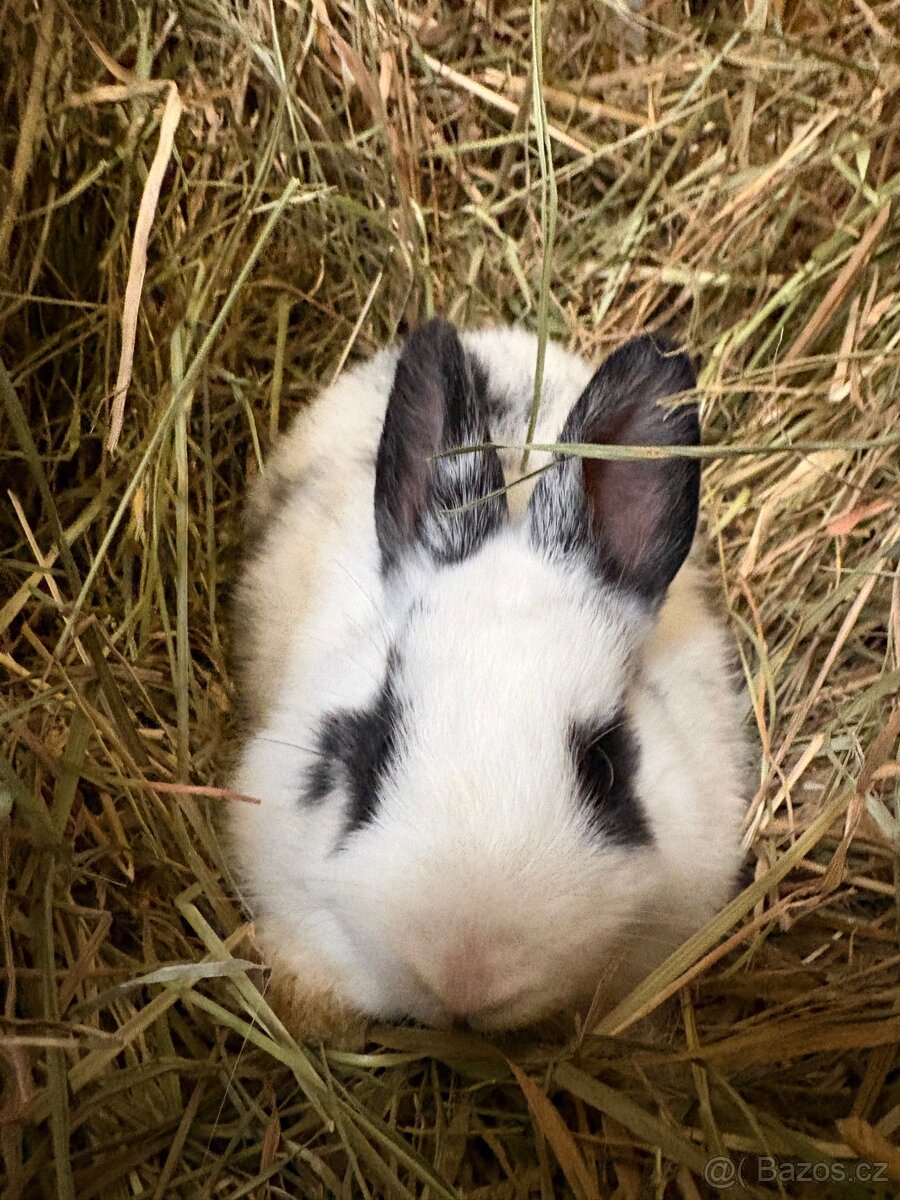 Zakrslý králík - 3