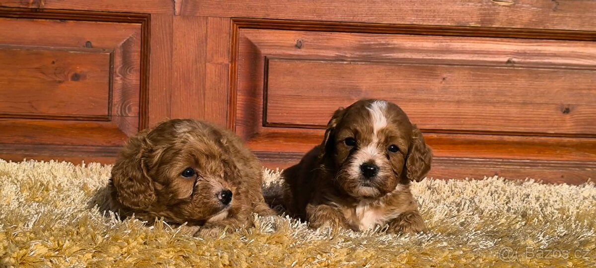 Cavapoo - 3