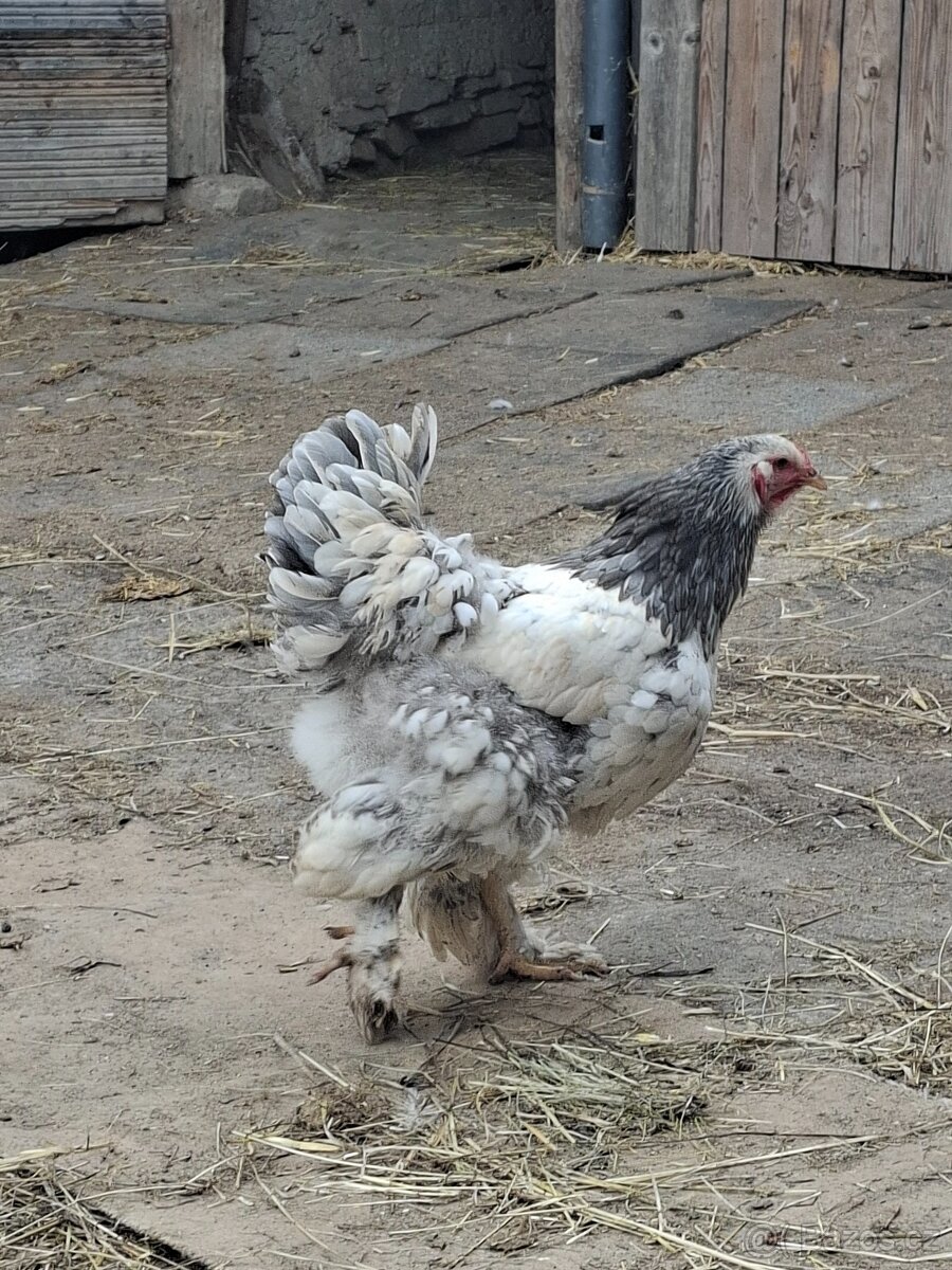 Brahmánka velká- kuřátka - 3