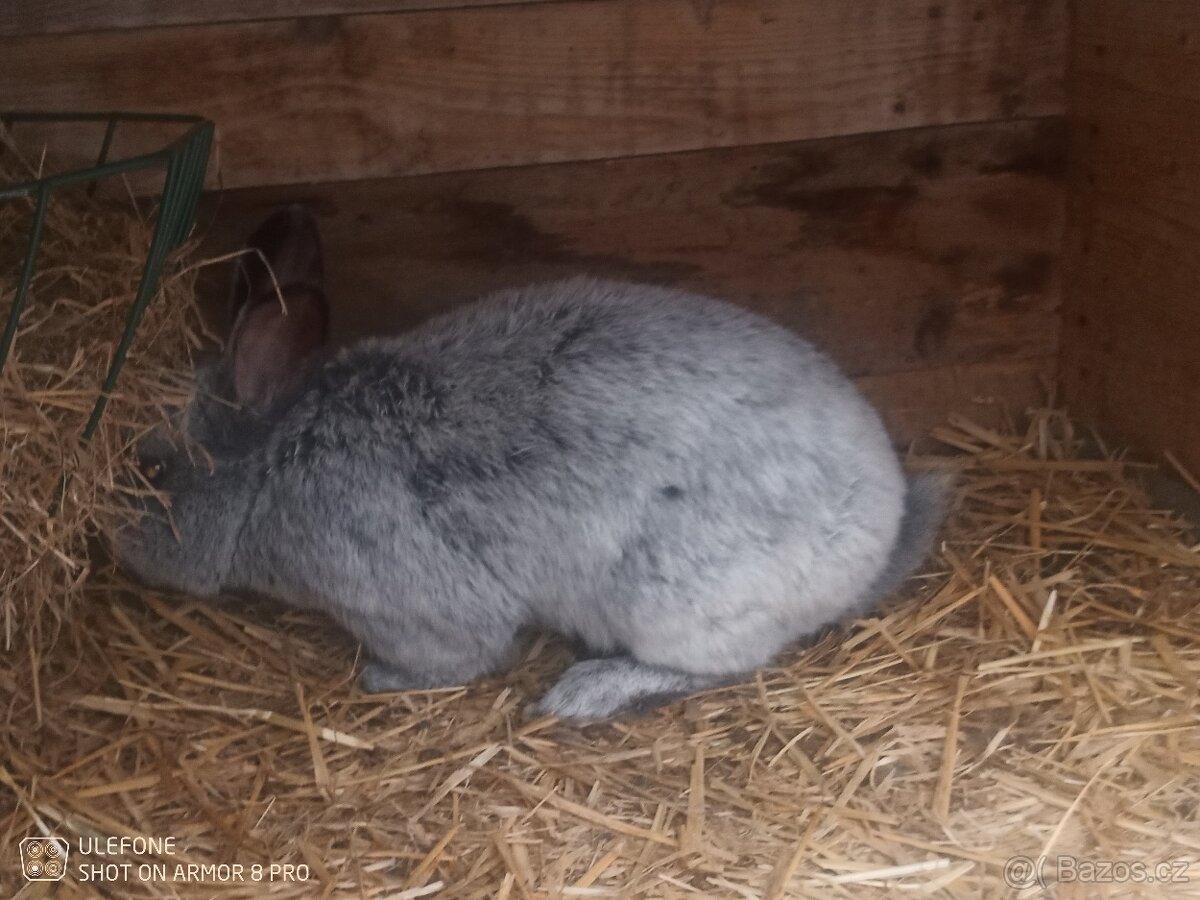 Prodám samce králíka VSS - 3