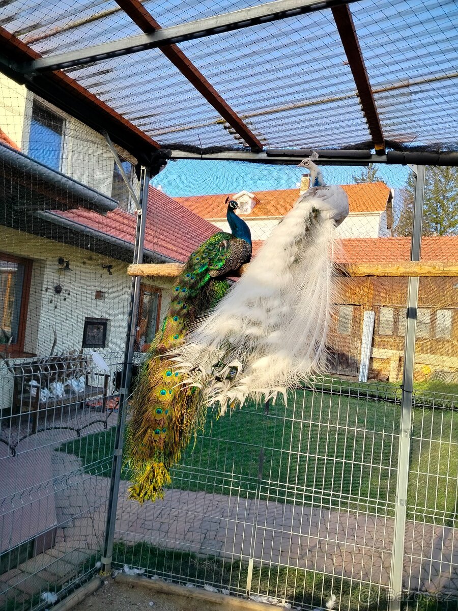 Prodám pávi - 3