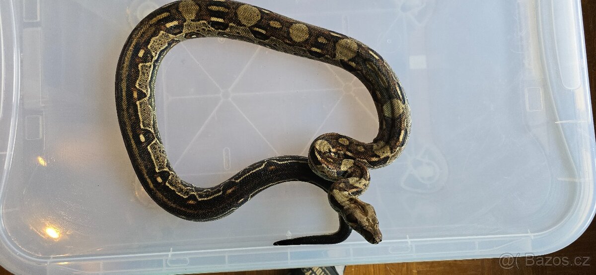 Boa constrictor - 3
