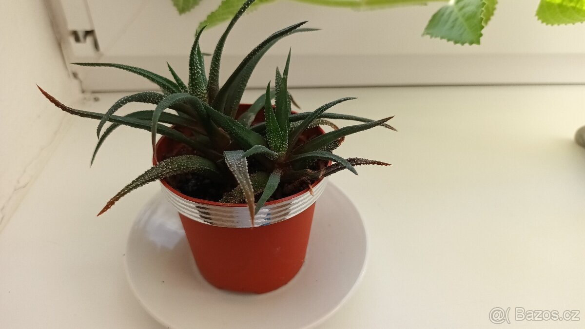 Sukulenty - různé - 3