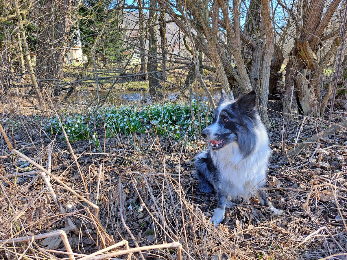 Nabízím krytí psem border kolie. - 3