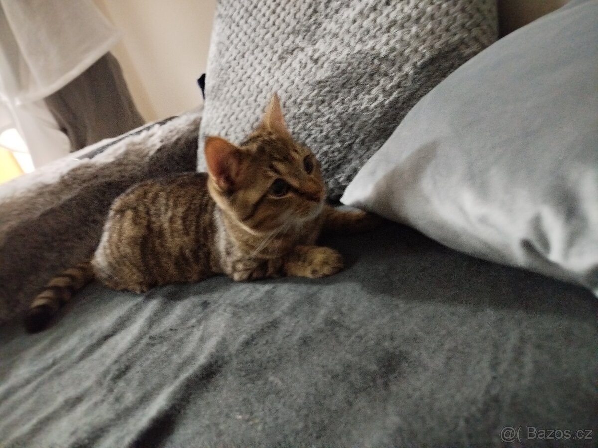 Daruji kočičky - 3