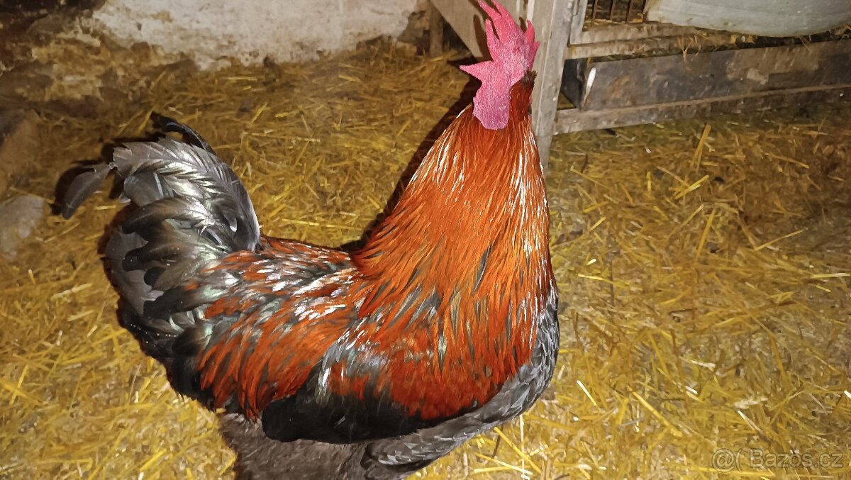 Prodám nasadova vejce - 3