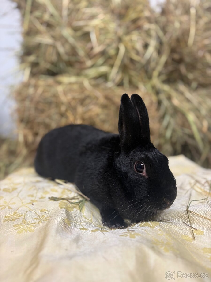 Zakrslý králík - Espeon - 3