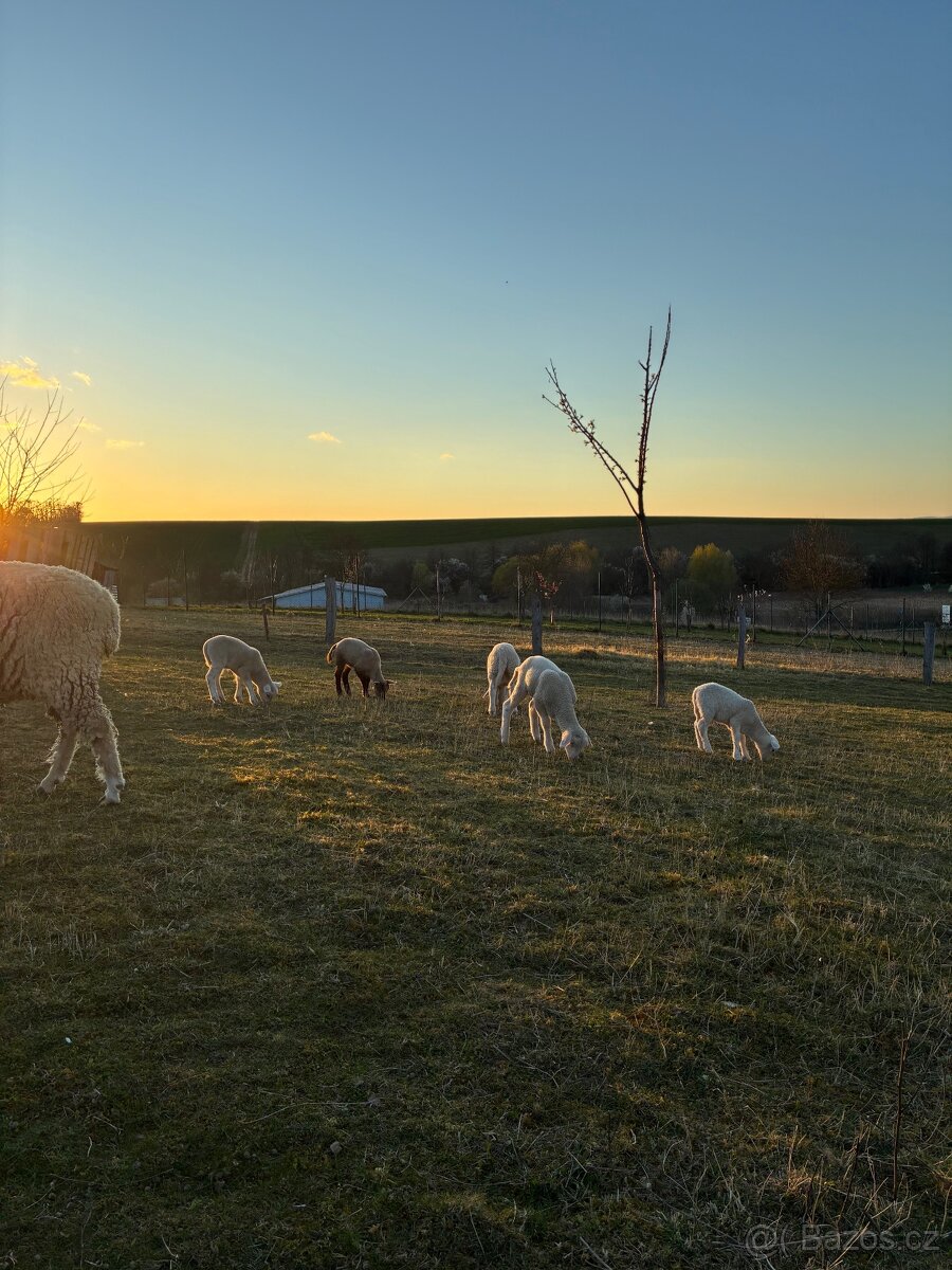 Jehňata 2026 - 3