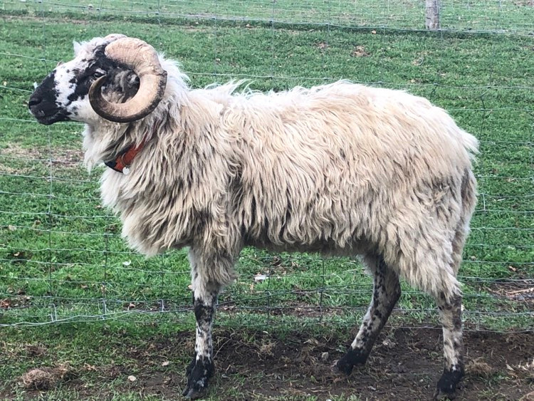 Prodáme plemenné beránky Původní valašky - linie Javorník - 3