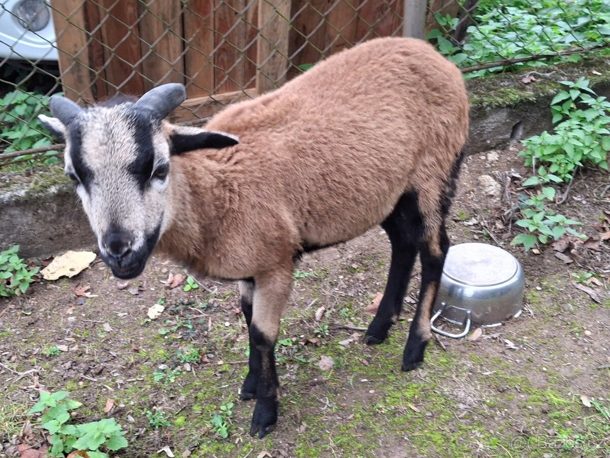 Ovce kamerunská, ovečka a beránek - 3