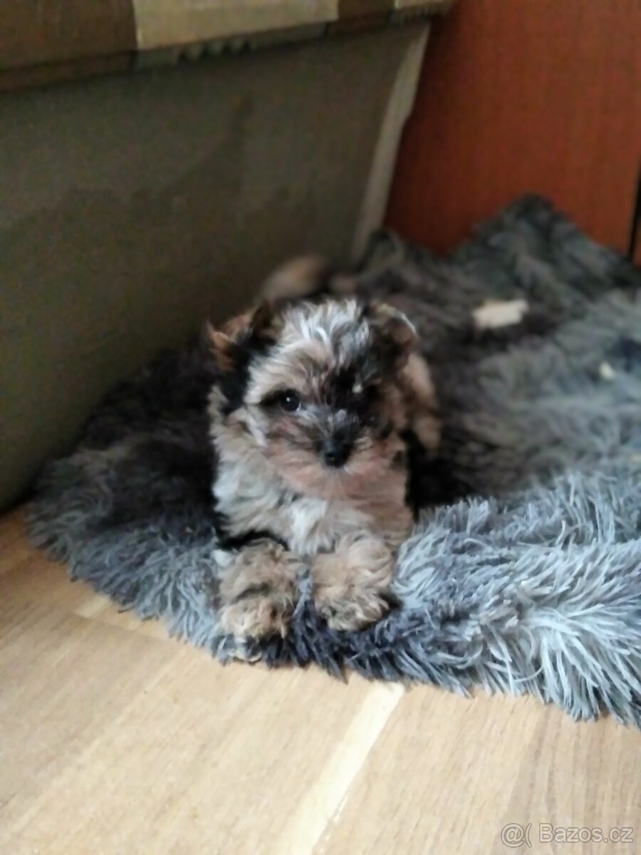 Jorkšírský teriér bez pp - 3