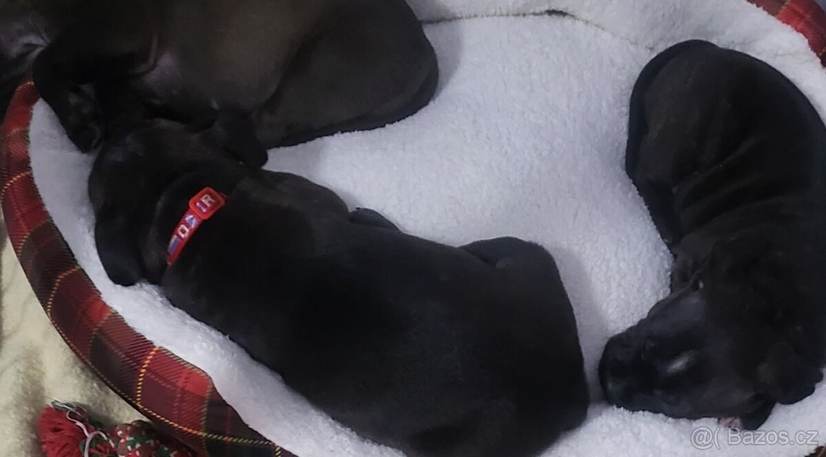 Stafordširský bulterier - 3