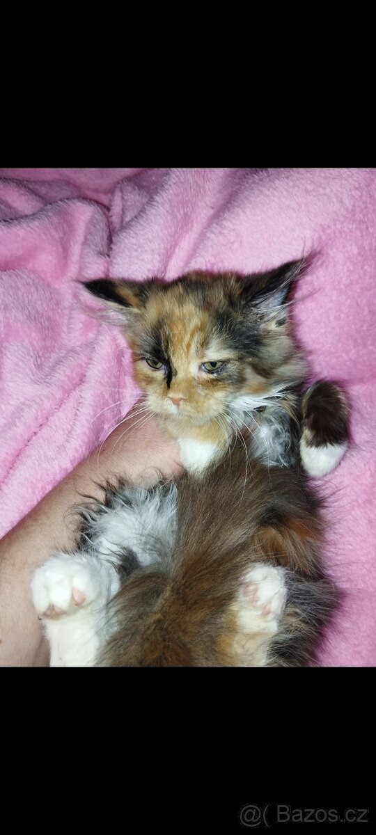 Mainská mývalí koťátka bez PP - 3