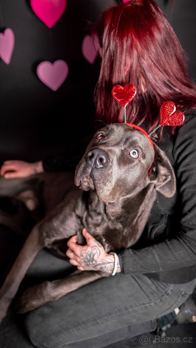 Gino - x cane Corso - praštěný puberťák, 1rok - 3