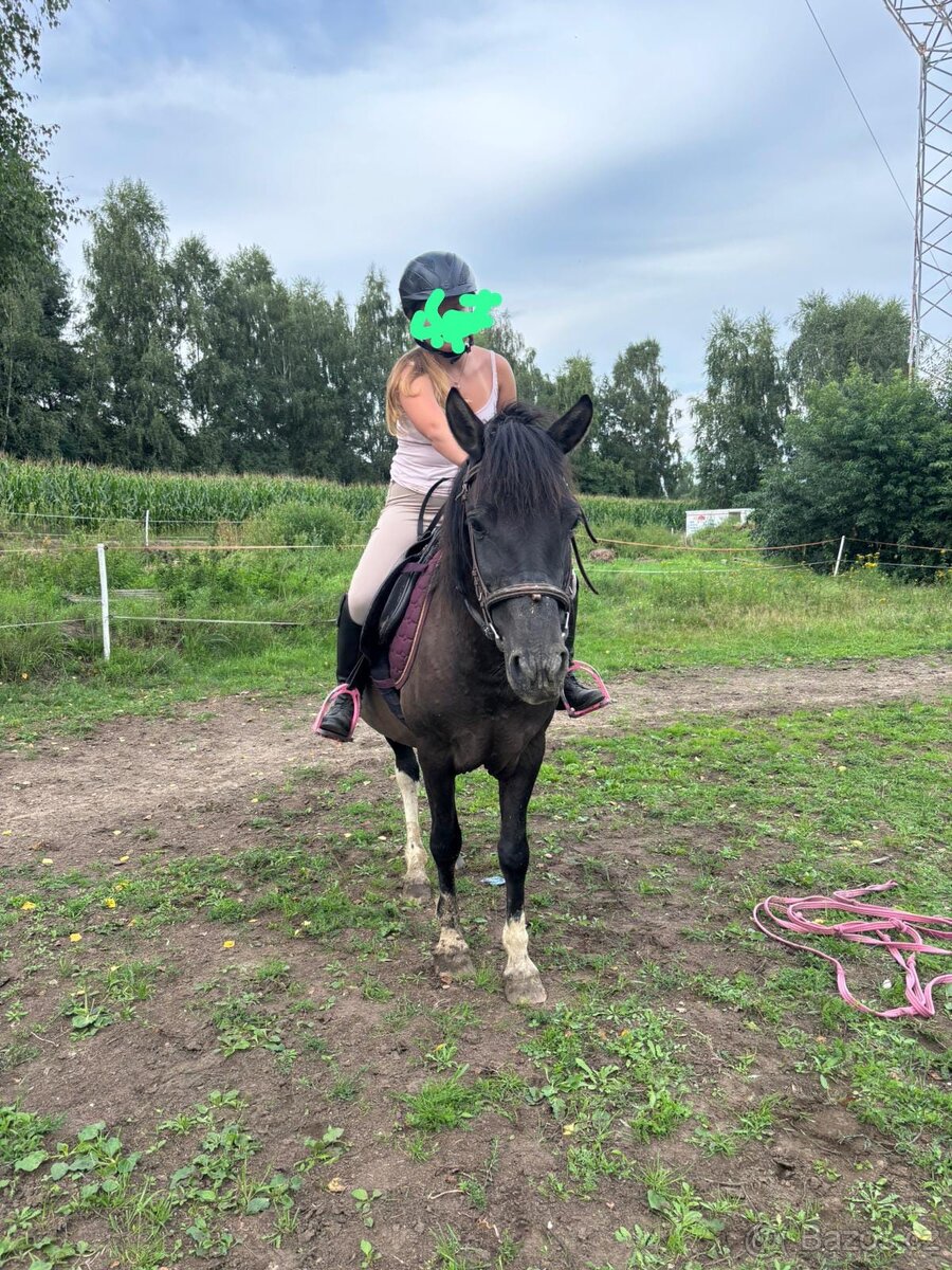 Huculská klisna, 13 let - 3