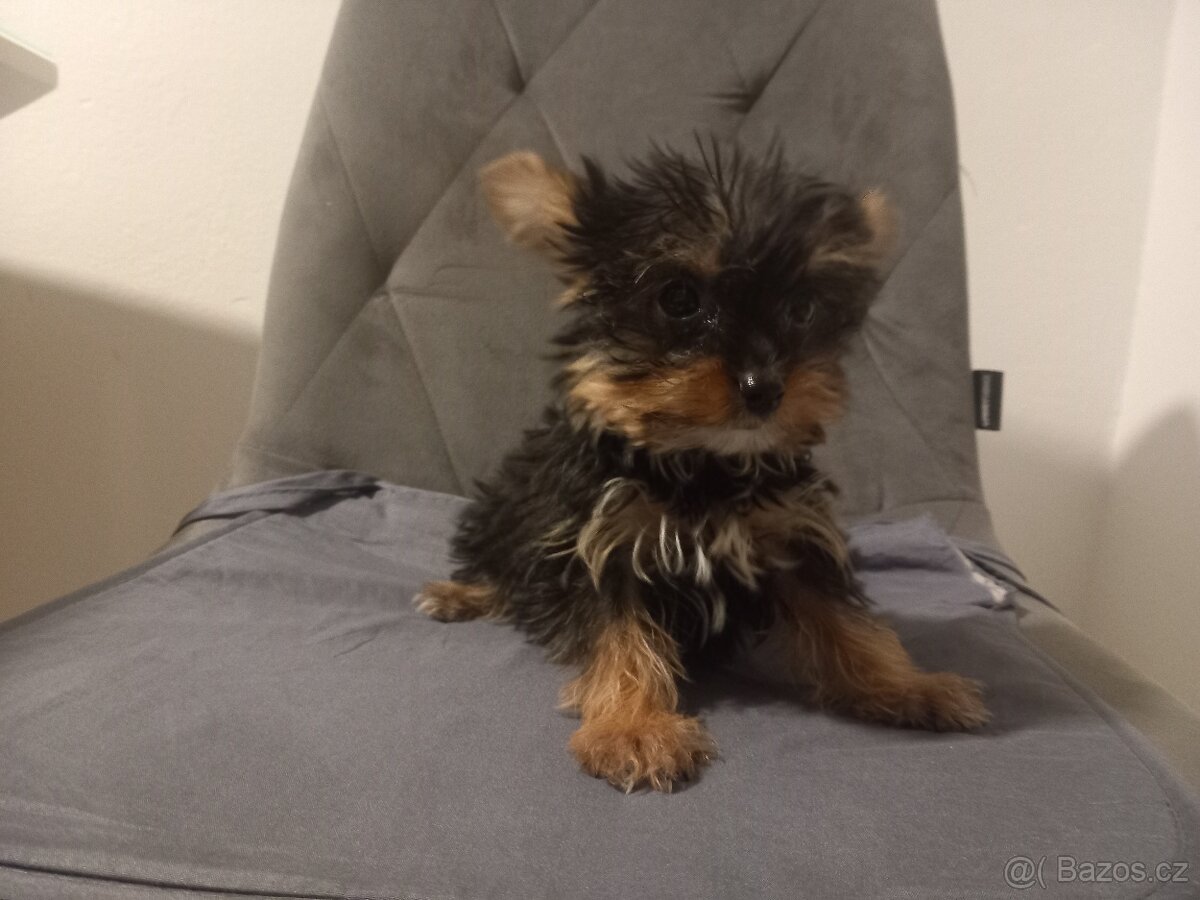 Jorkšírský teriér - 3