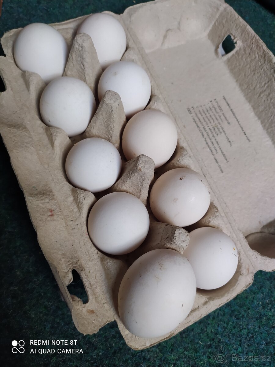 Vlaška exchequer NV - 3