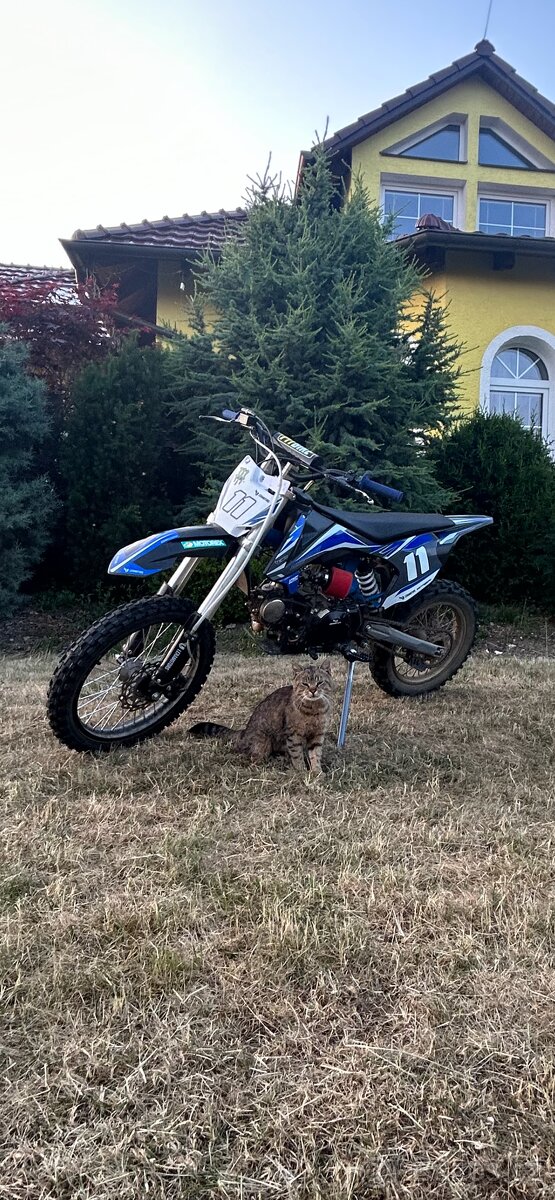 Pit bike 140 leramotors shark