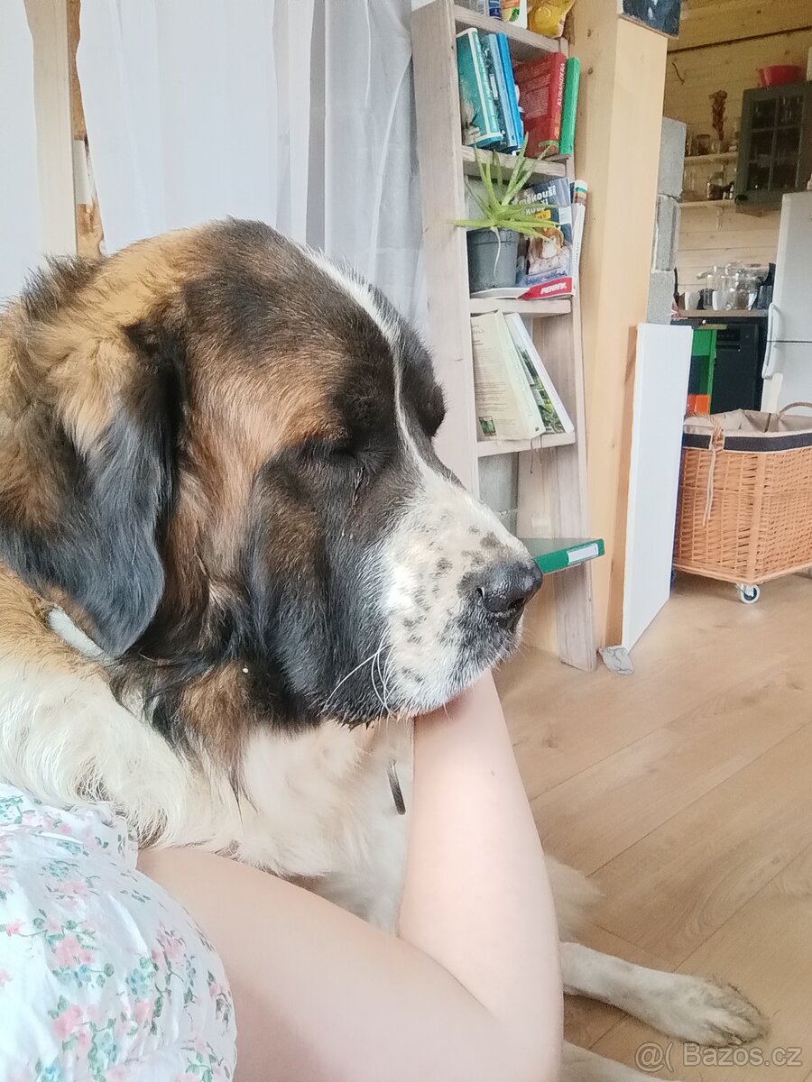 Moskevský strážní pes daruji - 3