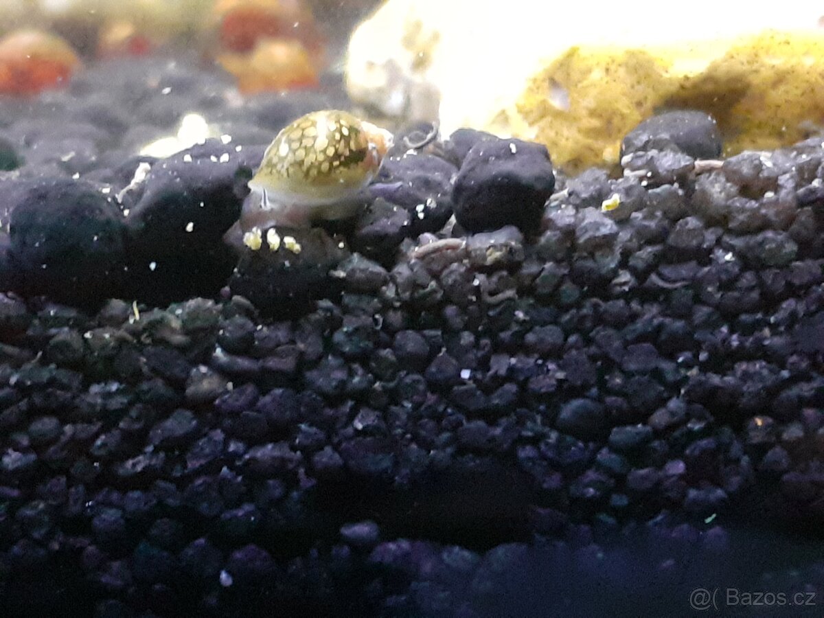 Šneci, rybičky, rostlinky a jiné přebytky - 3