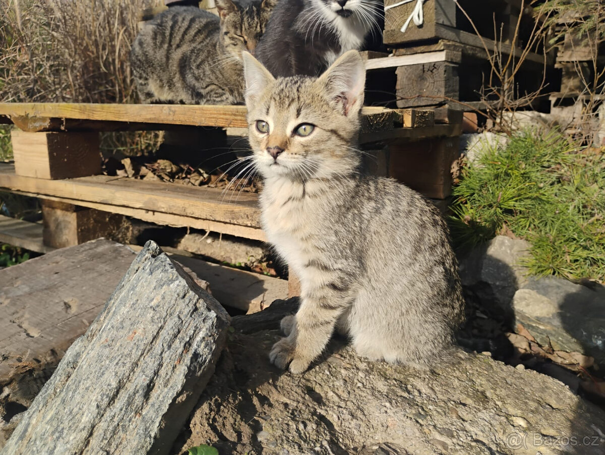 Darujeme kocourky - 3