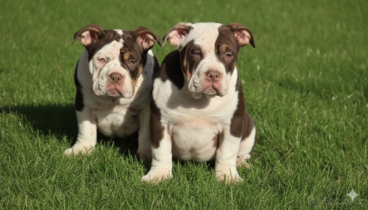 American Bully standard - 3