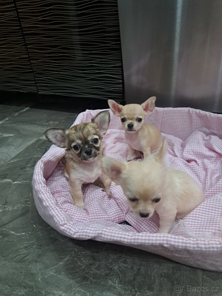 Čivava Mini Fenečky - 3