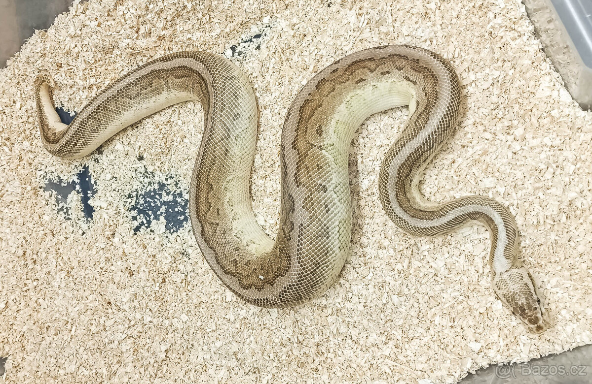 Adult Python Regius - 3