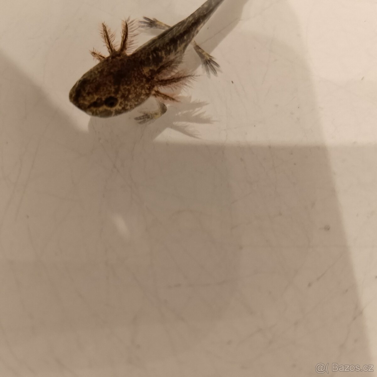 Axolotl mexický - 3