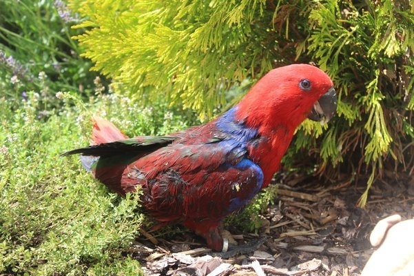 Eklektus různobarvý (Eclectus roratus) - 3