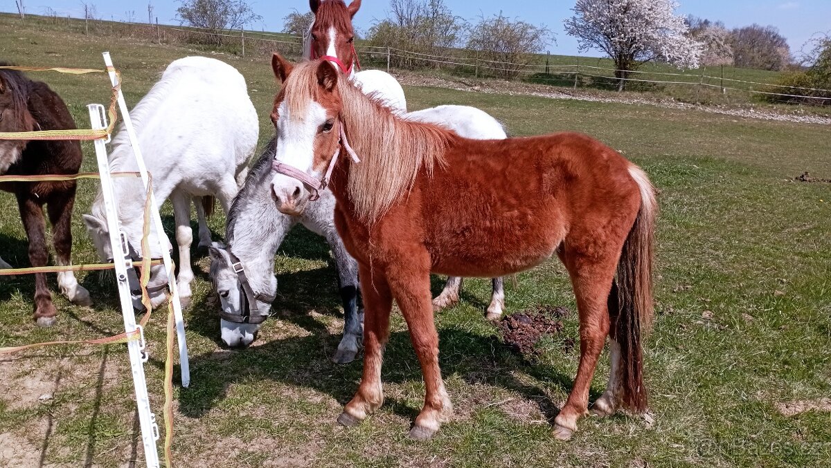Klisna Welsh mountain pony, sekce A - 3