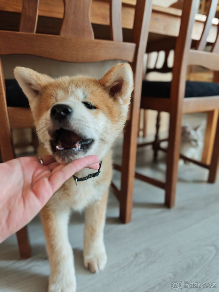 Akita inu - 3