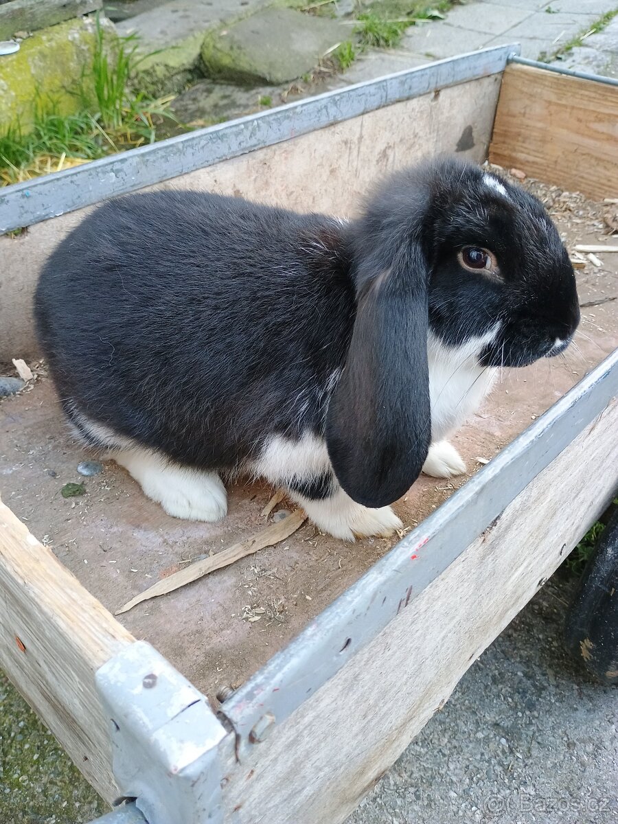 Francouzský beran - 3