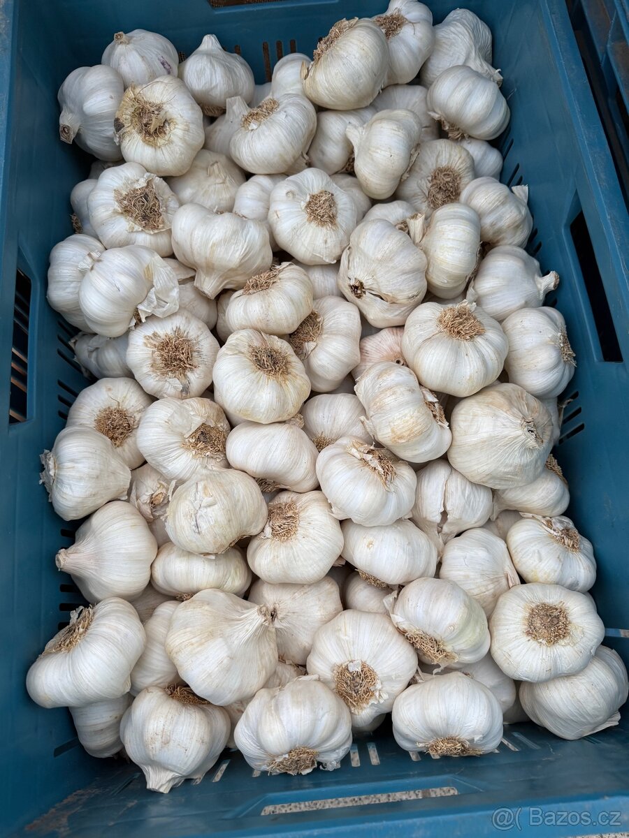 Český česnek - 3