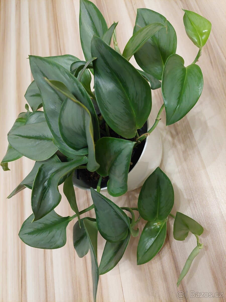 Scindapsus treubii moonlight - 3