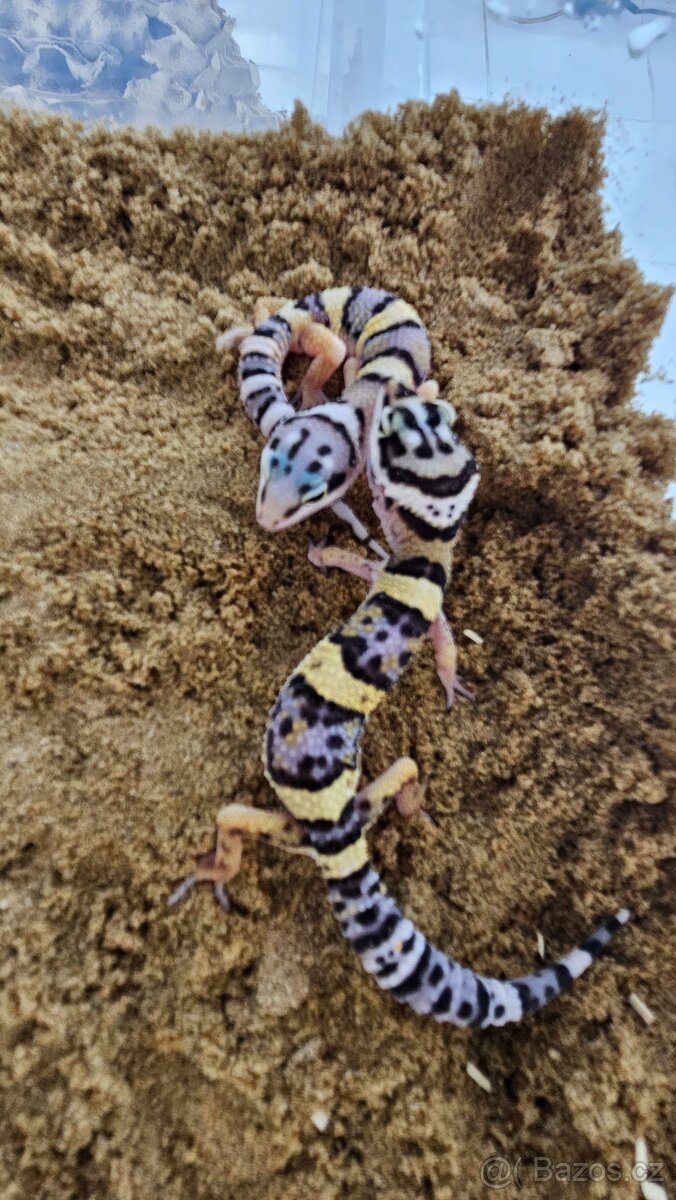 Gekoncik noční - 3