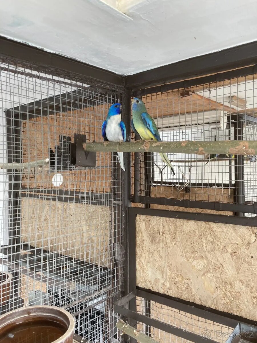 Prodám neofémy modrohlavé 4,0 - 3