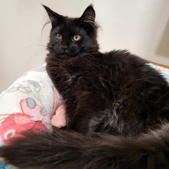 Mainská mývalí kočička s PP - 3