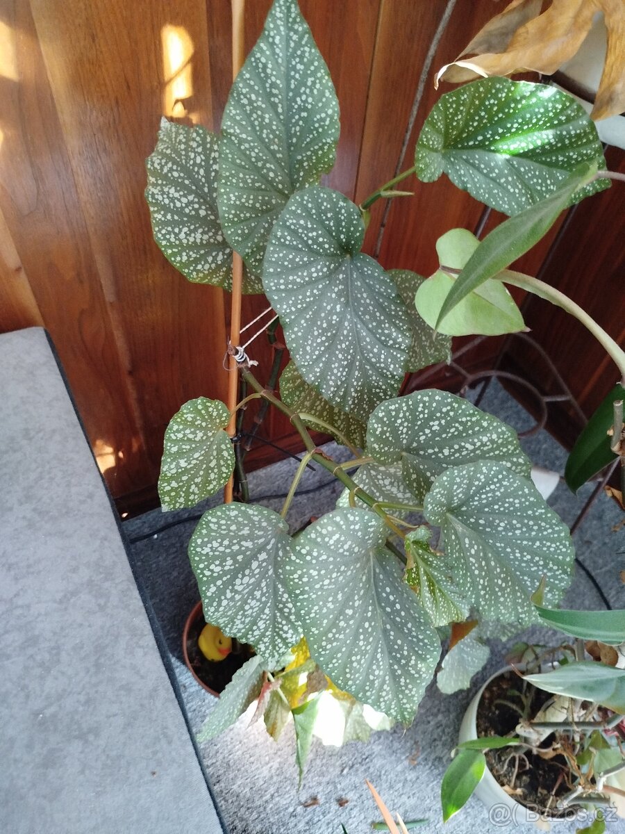 Pokojové rostliny - 3