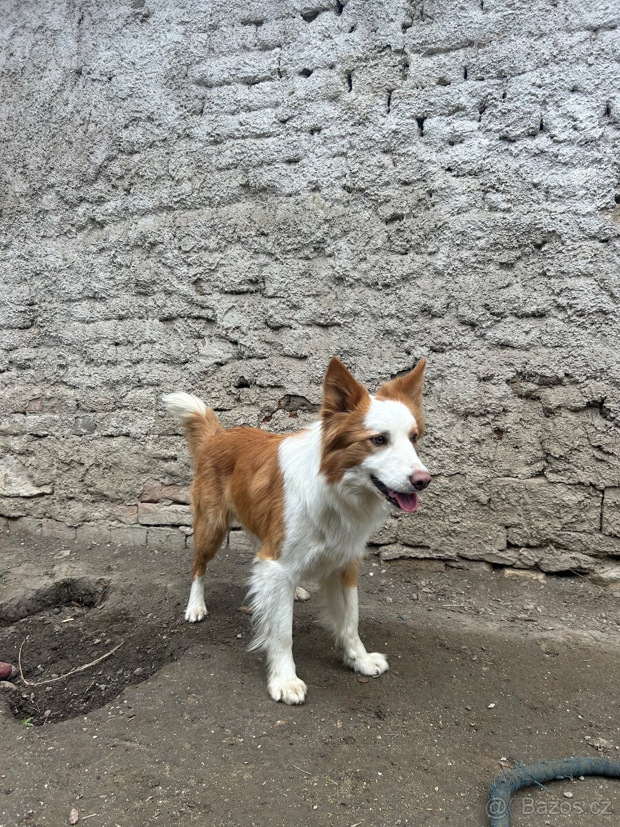 Krytí-border kolie - 3